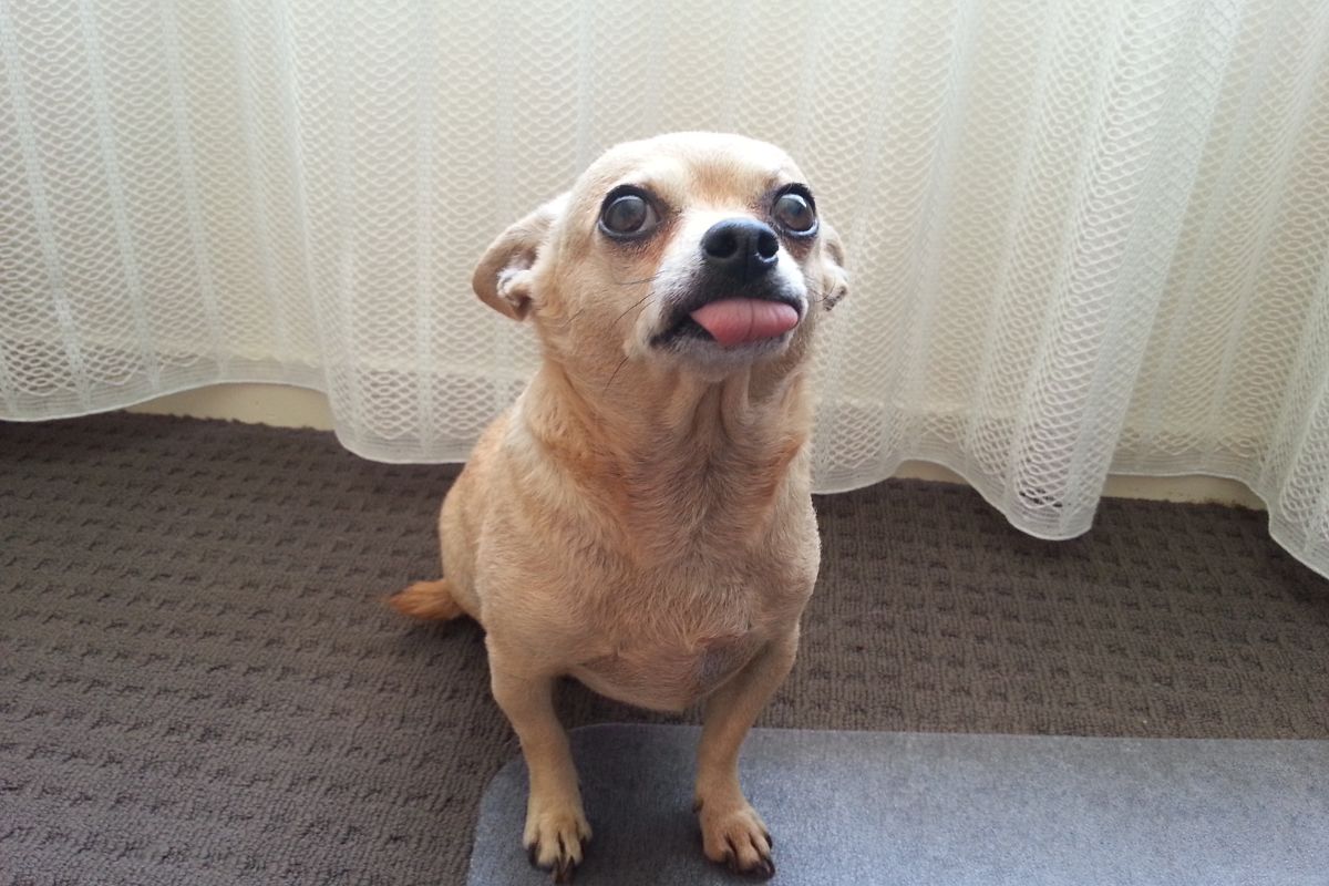 chihuahua
