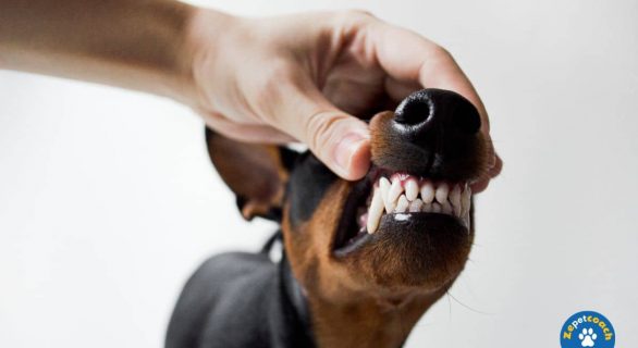 La maladie parodontale chez le chien : prévention et traitement