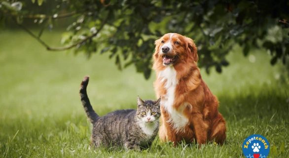 Réaction face à une diarrhée bénigne
