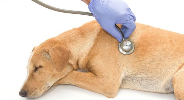 Signes de la parvovirose canine