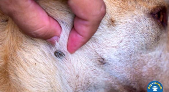 Symptôme de la piroplasmose chez le chien