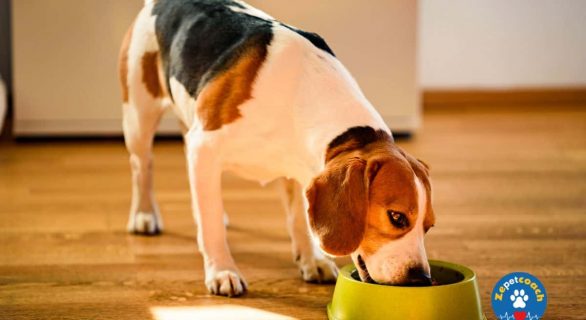 Alimentation naturelle pour chiens