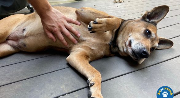 Signes d'infectiond u ver chez le chien