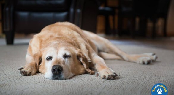 Insuffisance rénale chez le chien : symptômes, espérance de vie et traitements