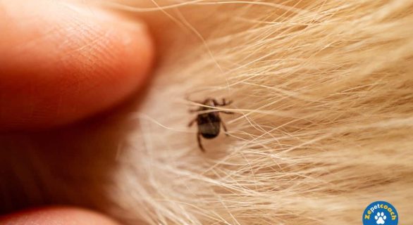 Comprendre la maladie de Lyme chez le chat