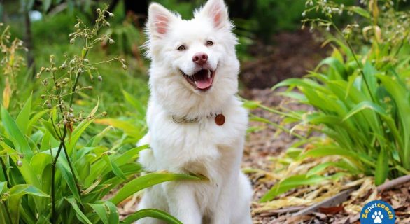 manifestations et symptômes chez votre chien
