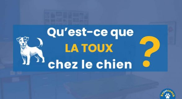 Toux chez le chien