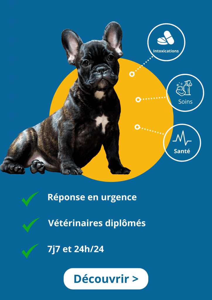 urgences-veterinaire-en-ligne