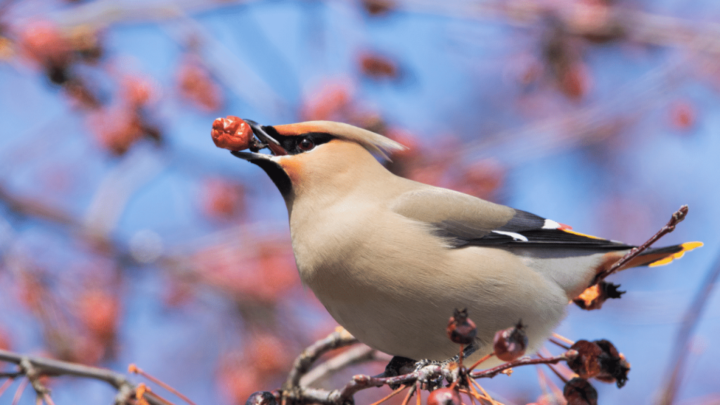 Animal en j : jaseur boreal