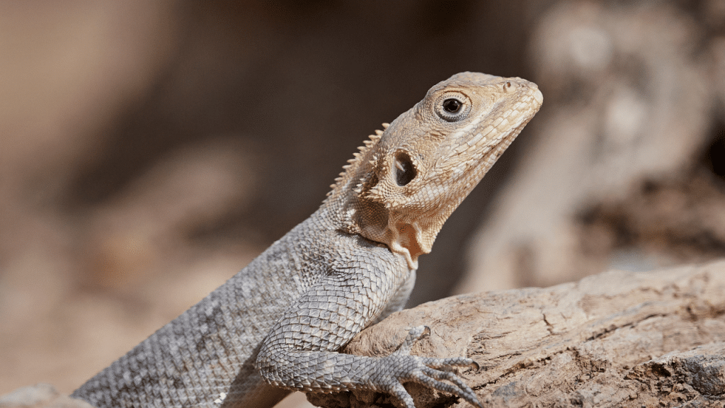 Animal en j : Ayakar agama
