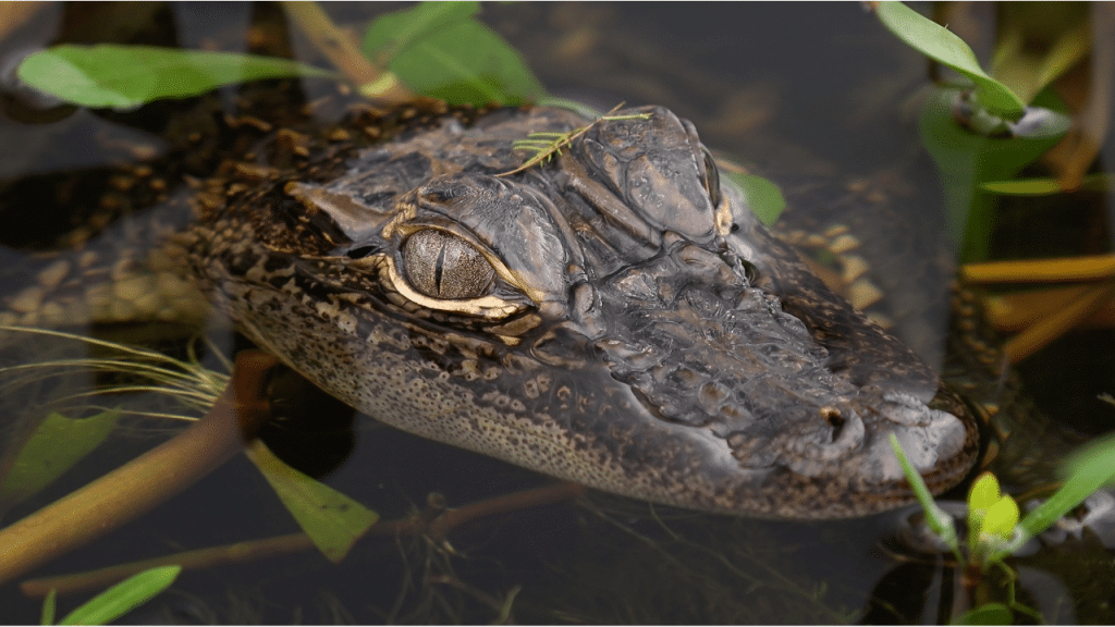 animal en j : juvenil alligator