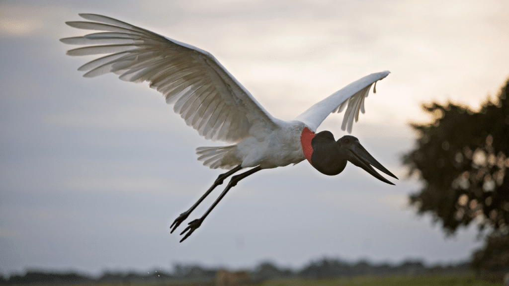 animal en j : jabiru