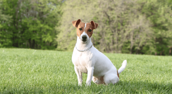 animal en j : jack russel