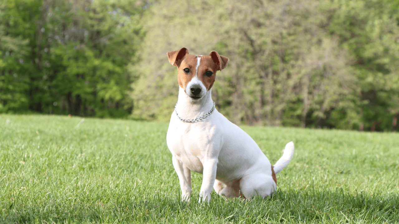 animal en j : jack russel