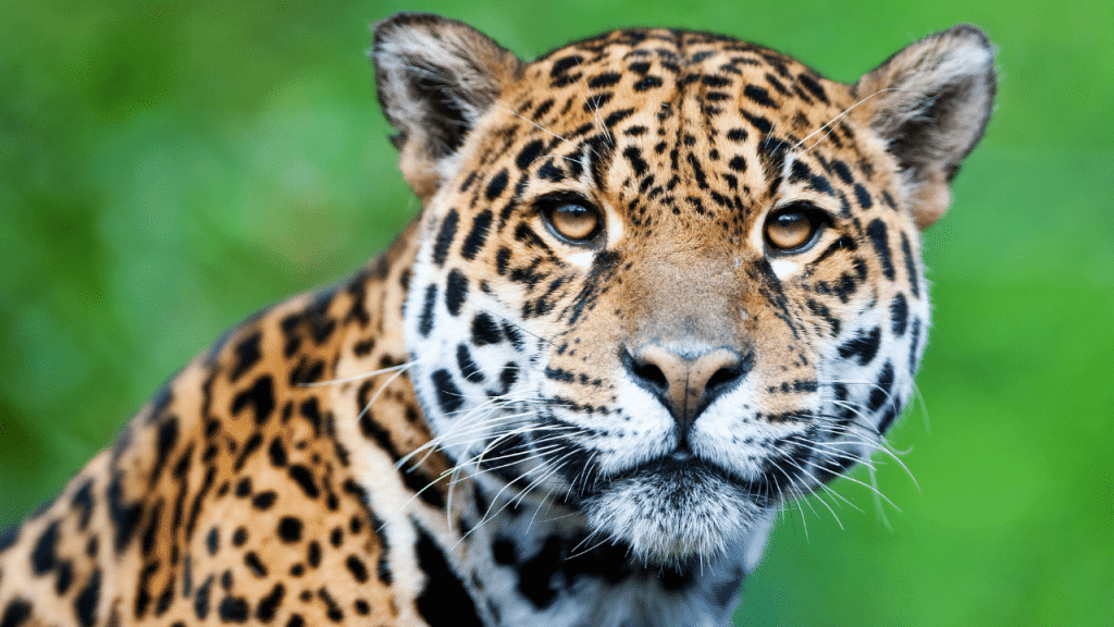 animal en j : jaguar