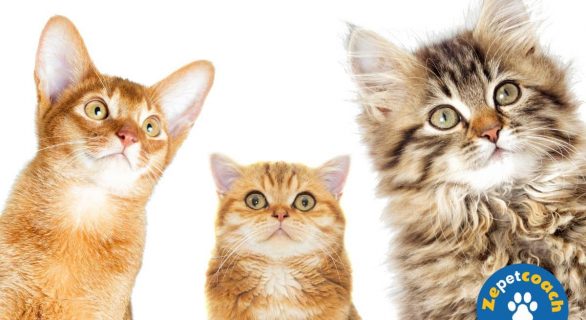 Chat de race