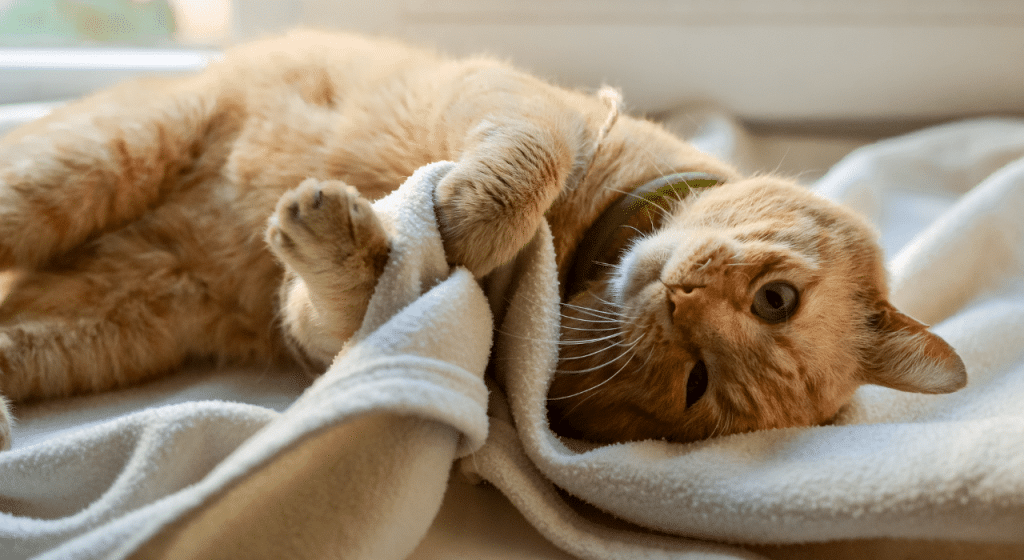 Faut-il couvrir un chat quand il dort conseils et réflexions