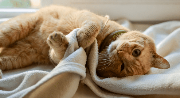 Faut-il couvrir un chat quand il dort conseils et réflexions