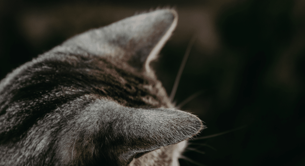 Oreilles chaudes chez les chats  symptômes, causes et solutions