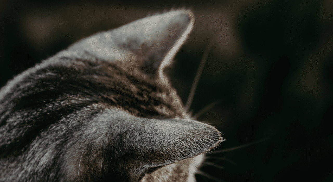 Oreilles chaudes chez les chats symptômes, causes et solutions