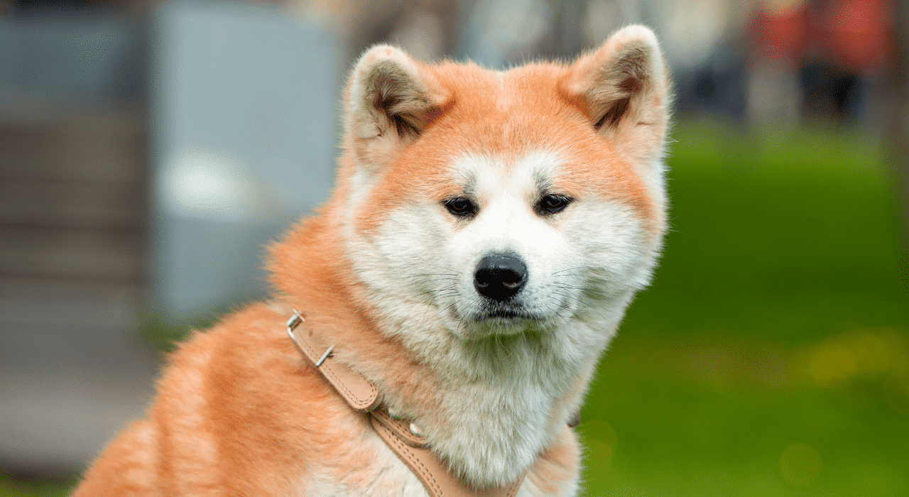 Akita Inu : est-il réellement dangereux ?