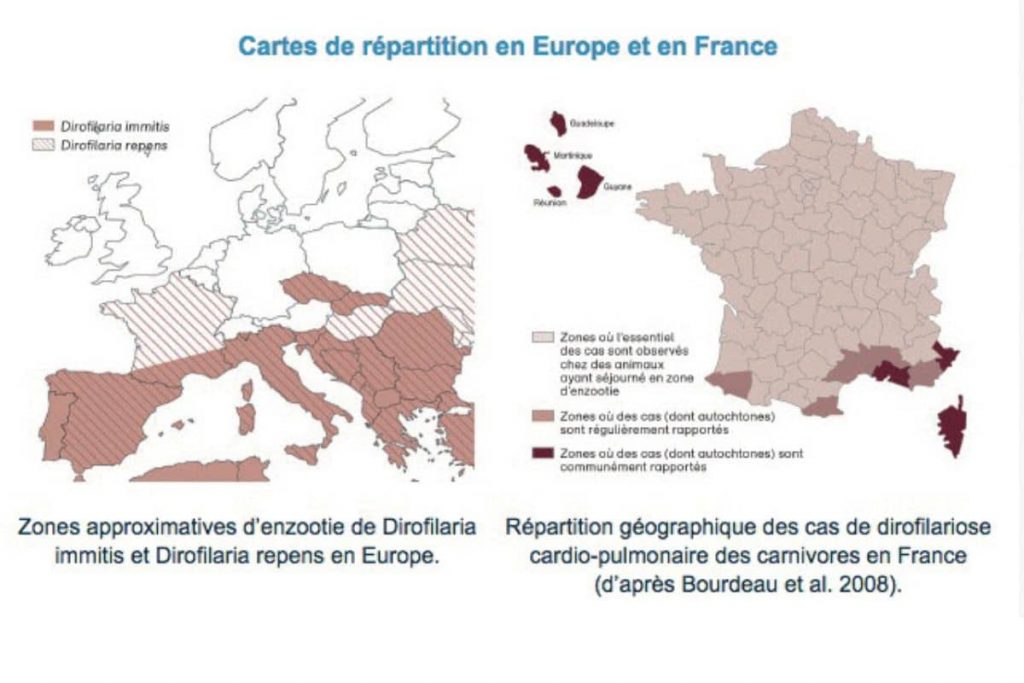 carte de répartition de la dirofilariose en Europe et en France