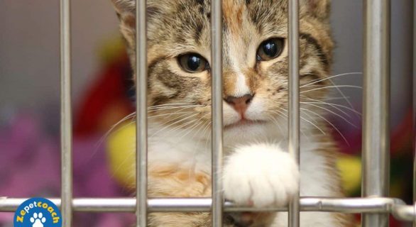Maltraitance chat