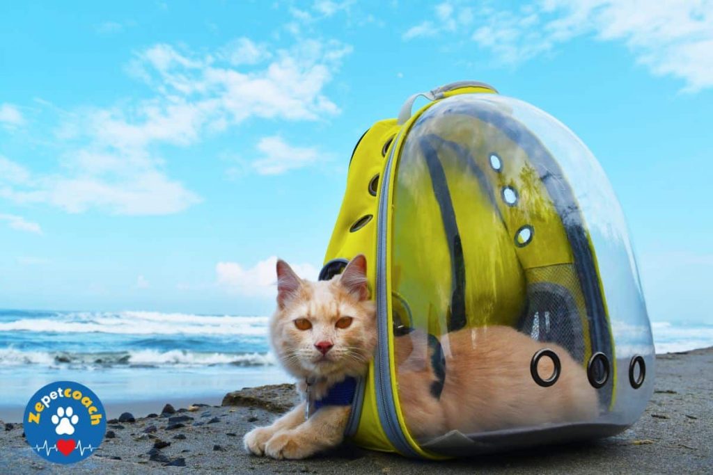 emmener son chat en vacances