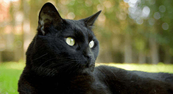Chat noir yeux vert