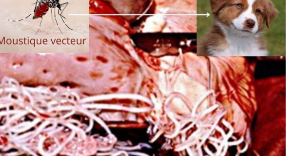 dirofilariose chez le chien
