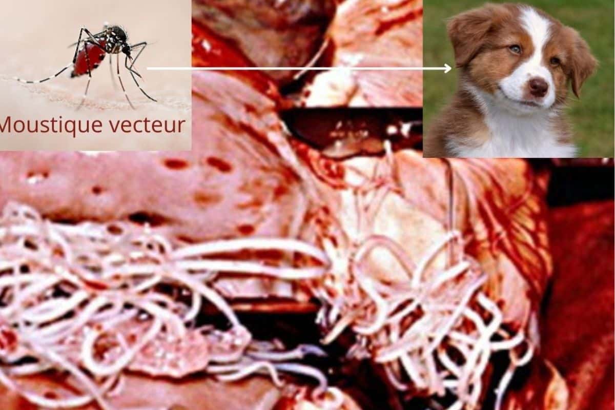 dirofilariose chez le chien