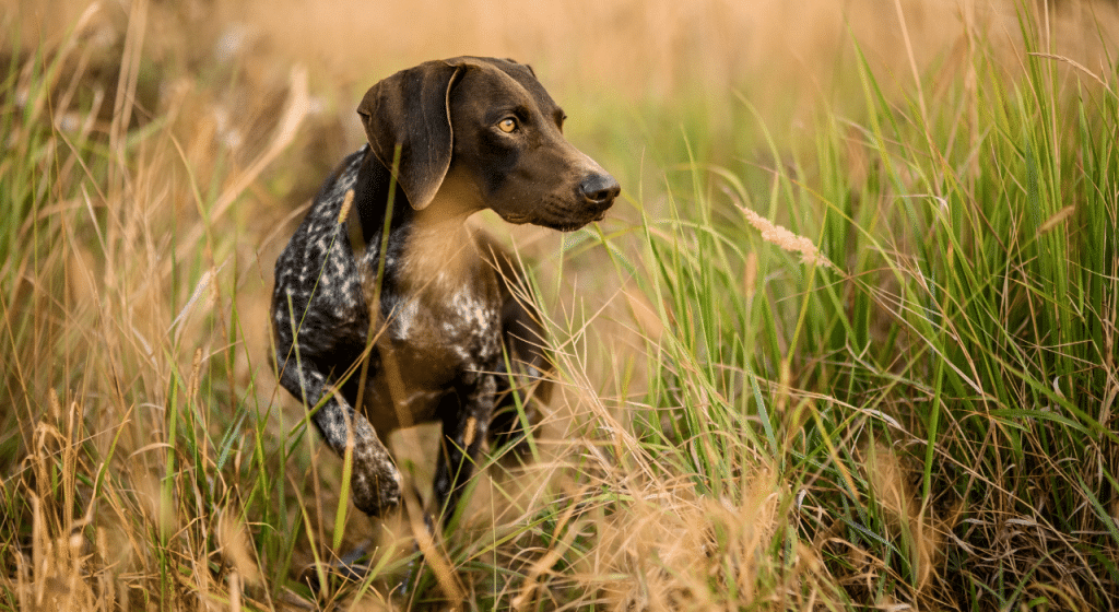 Epillets chez le chien : prévention et traitement