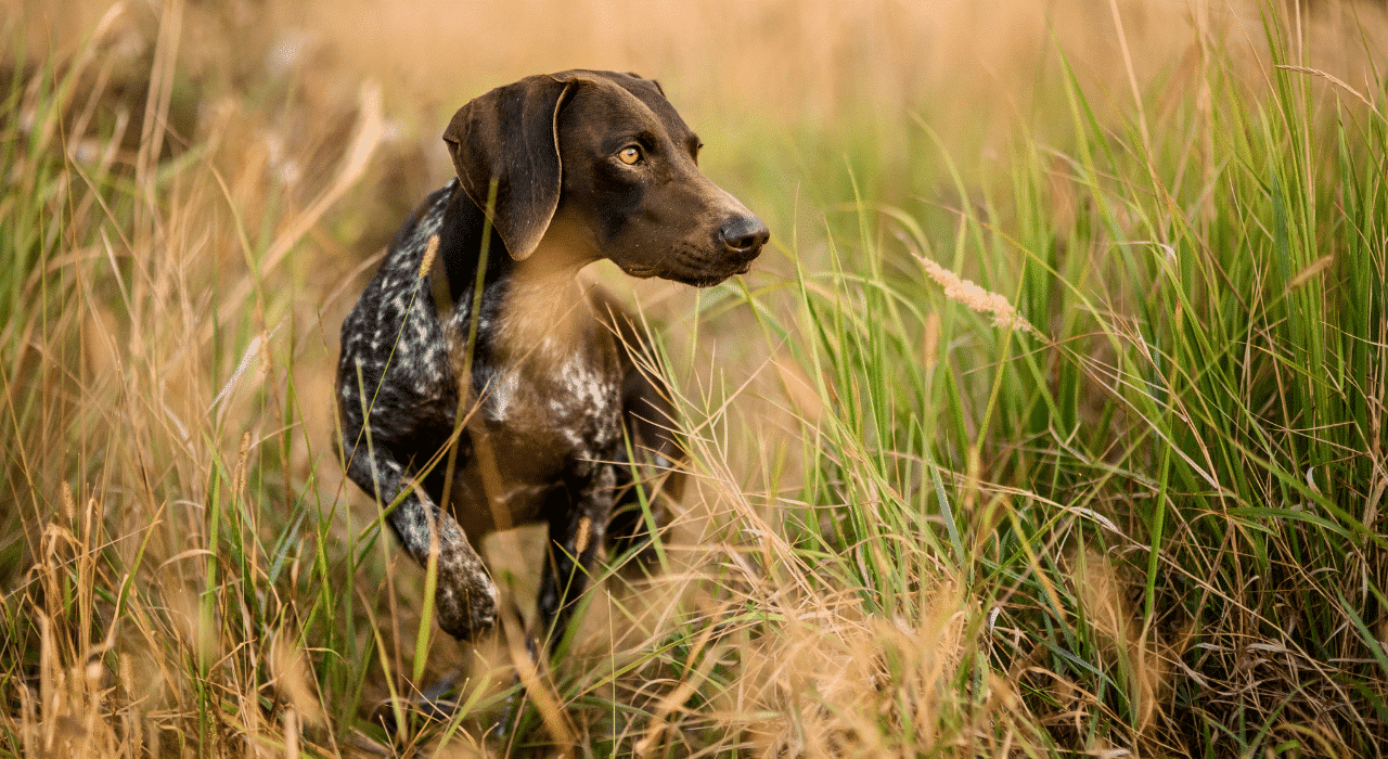 Epillets chez le chien : prévention et traitement