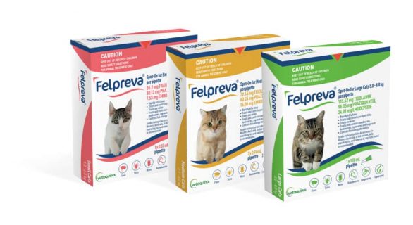 Felpreva Chat : tarif, avis et indications