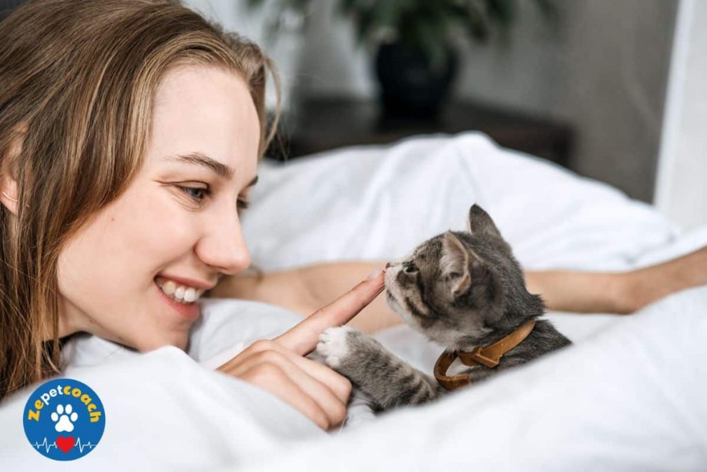 jeu chat
