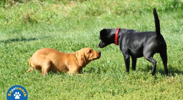 Chien jaloux : détecter les changements de comportement