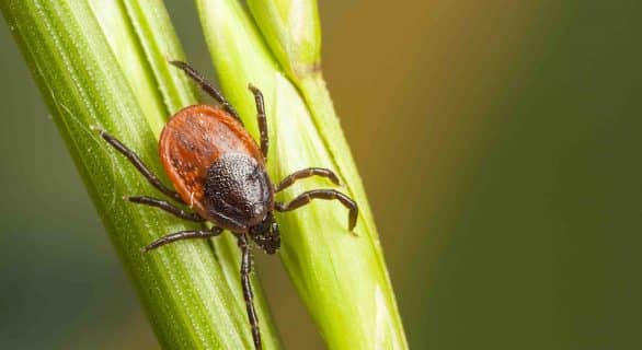 La tique chasse à l'affût sur un végétal