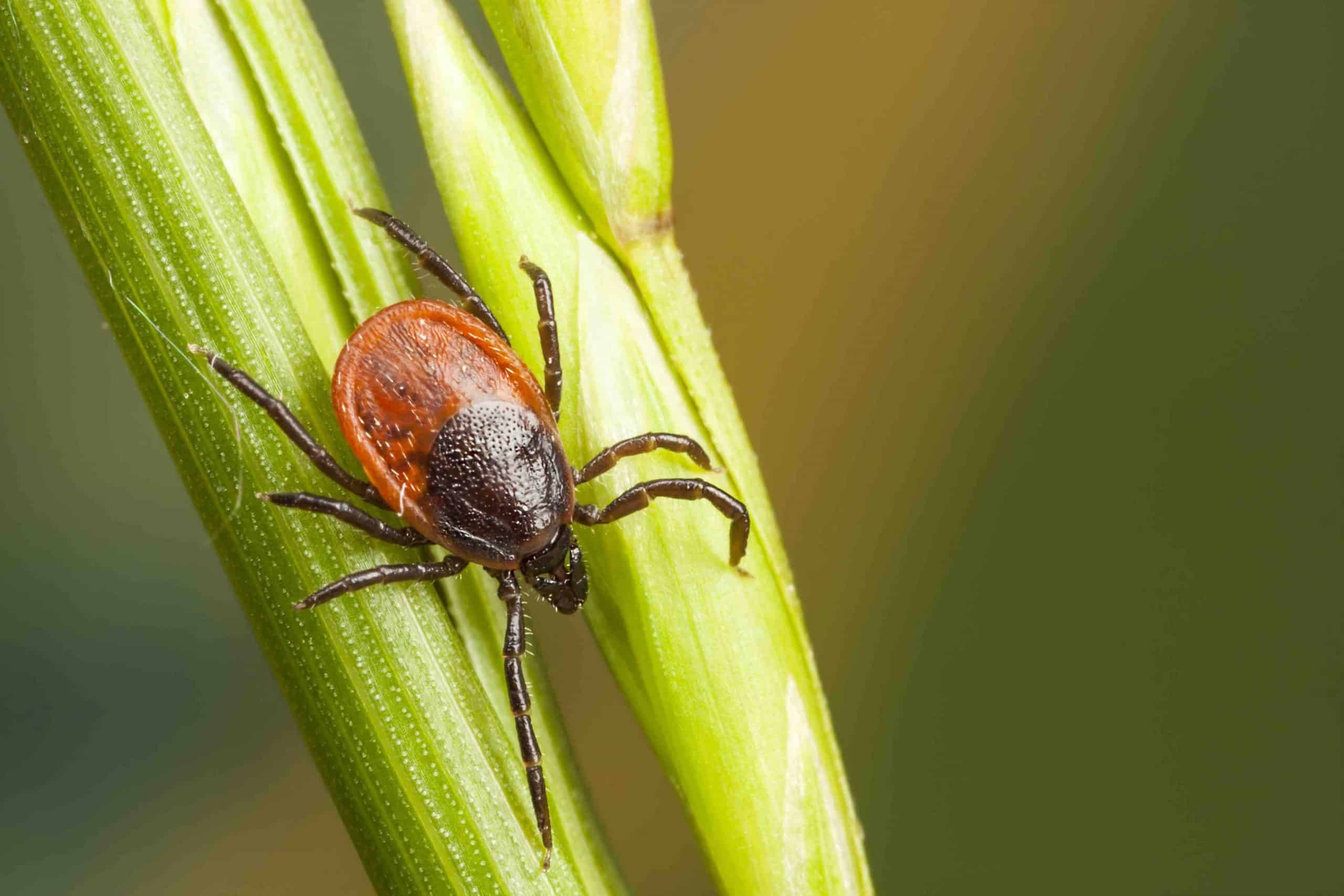 La tique chasse à l'affût sur un végétal