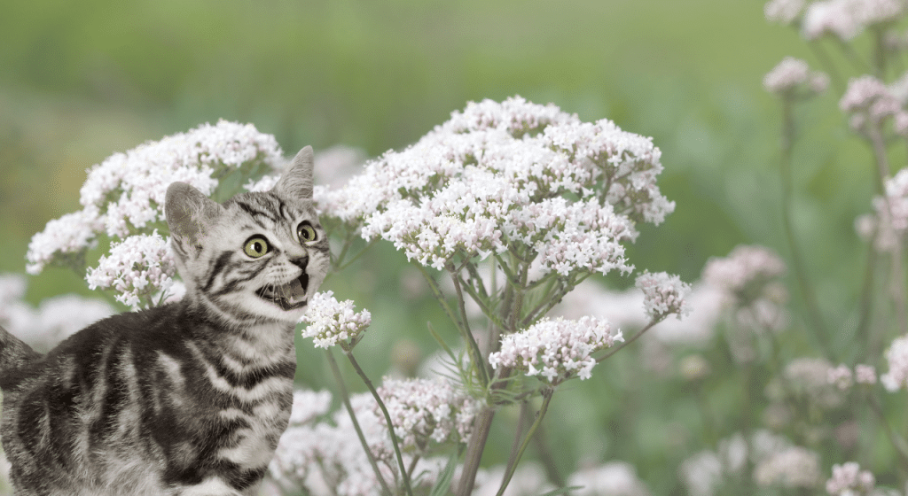 Valériane chat