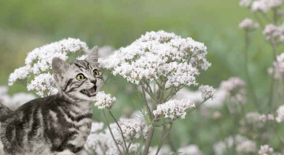 Valériane chat