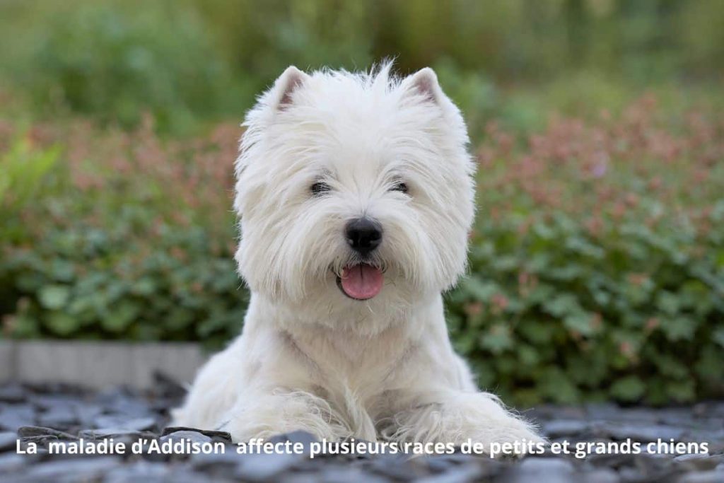 
Maladie d'Addison chez le chien