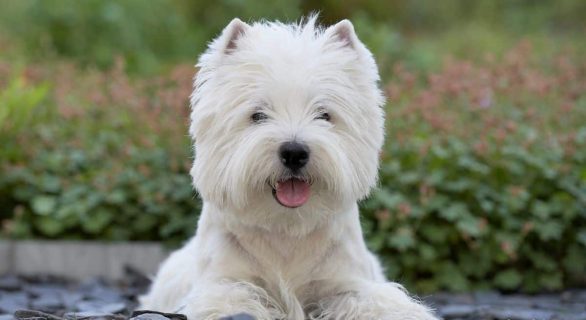 Maladie d'Addison chez le chien