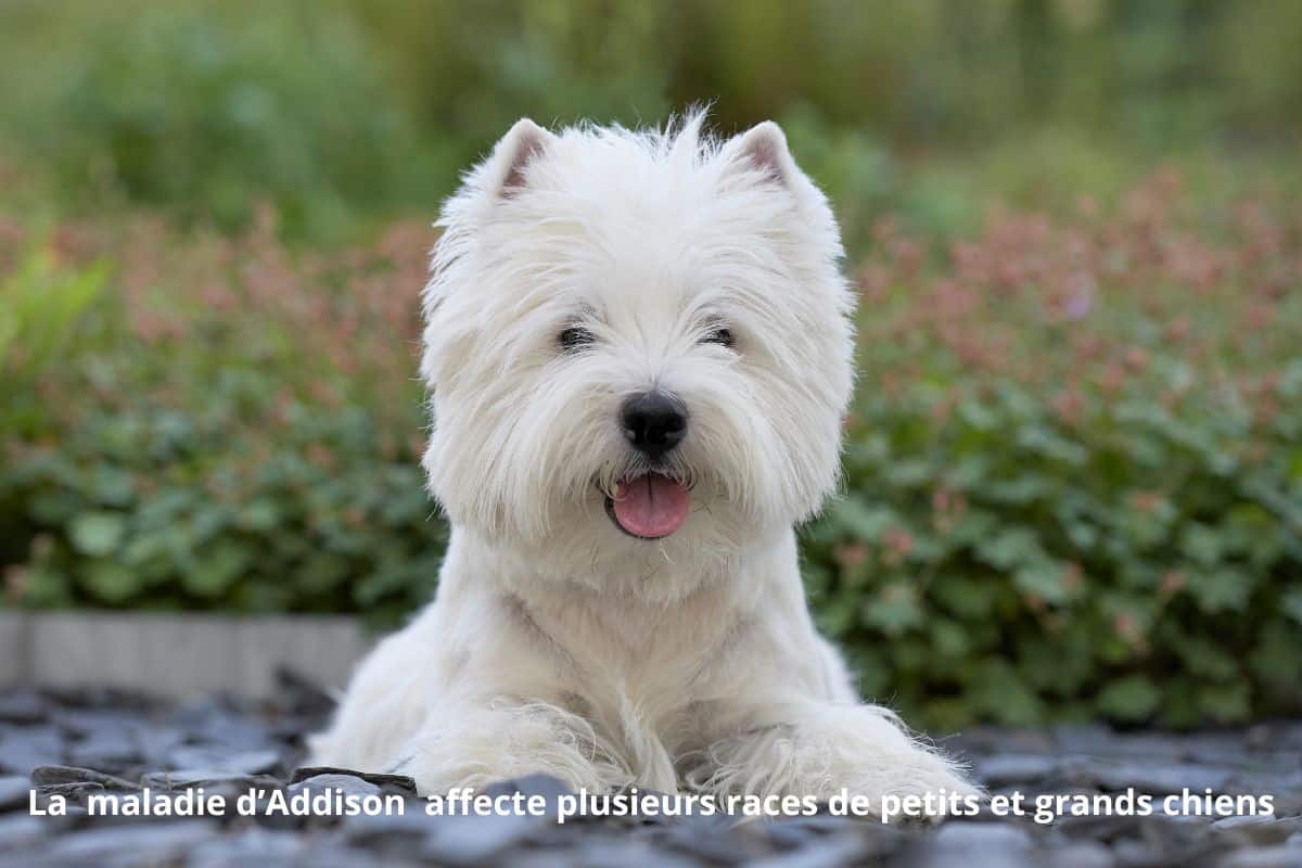 Maladie d'Addison chez le chien