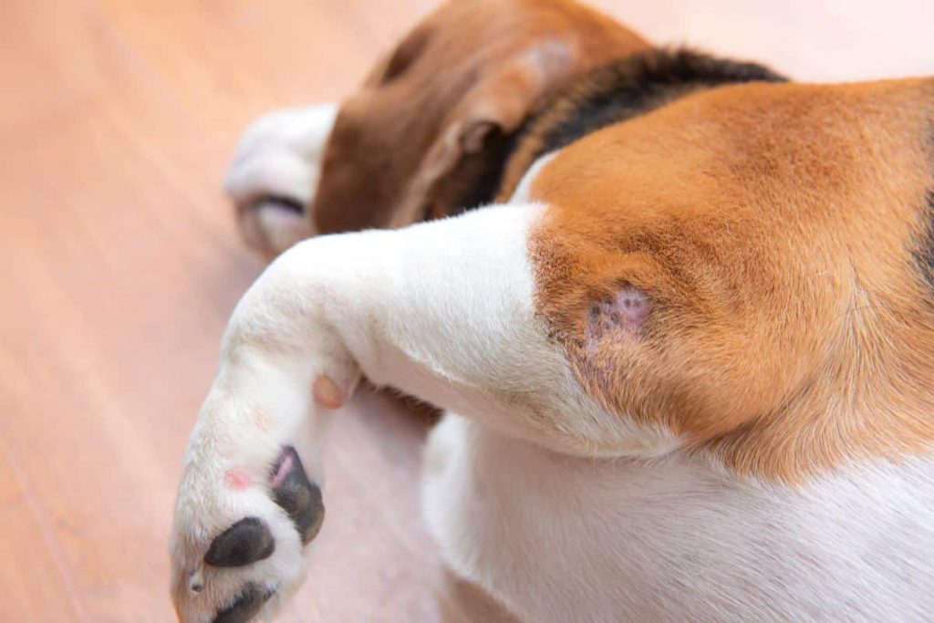 dysplasie du coude chez le chien