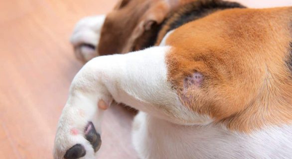 dysplasie du coude chez le chien