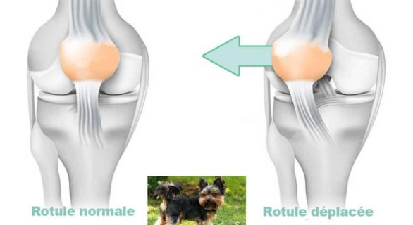 Luxation de la Rotule chez le chien