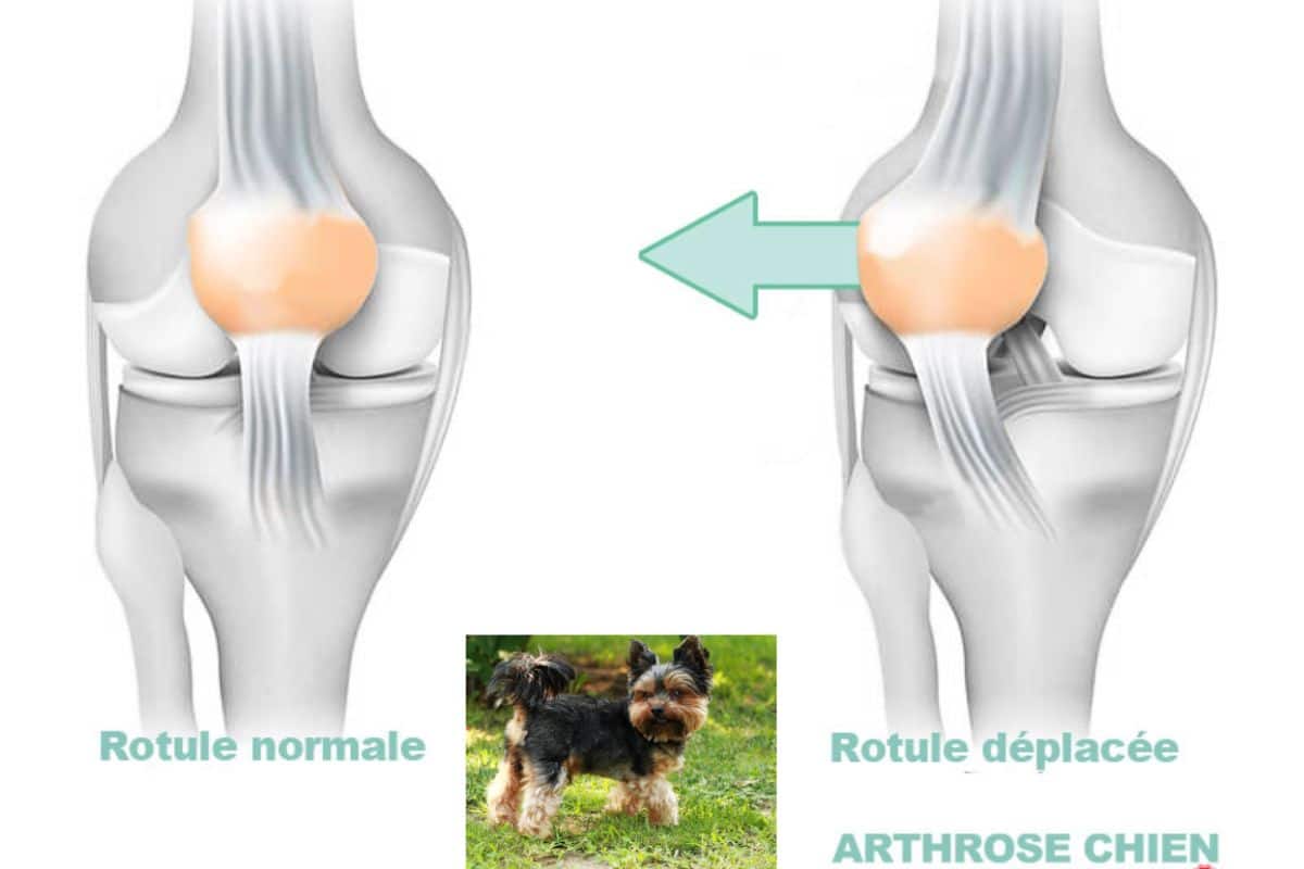 Luxation de la Rotule chez le chien