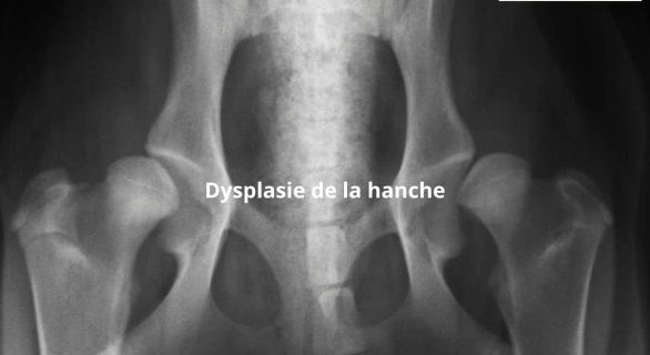 Dysplasie de la hanche chez le chien