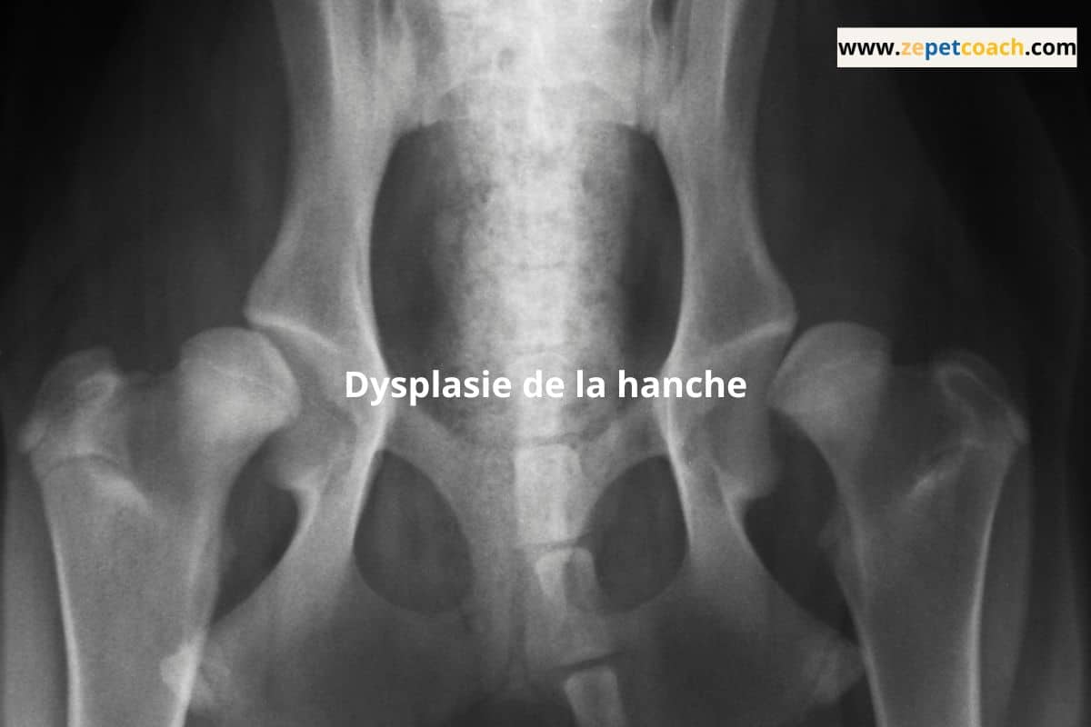 Dysplasie de la hanche chez le chien