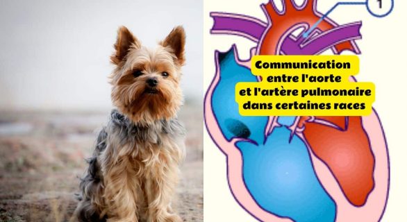 Chien persistance du canal artériel (PDA)